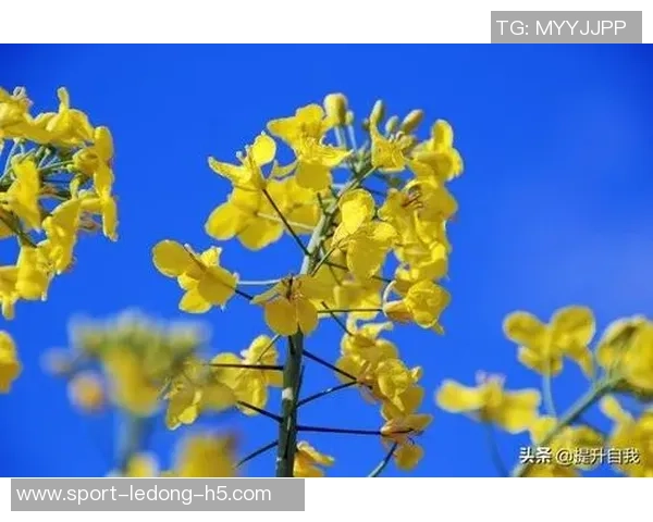 生活琐事与心灵感悟的碎碎念合集三十篇分享